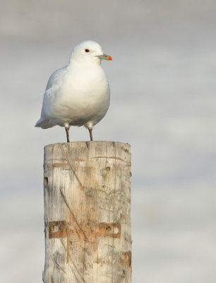 Ivory gull / Ivoormeeuw