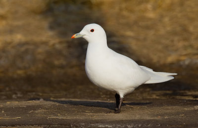 Ivory gull / Ivoormeeuw