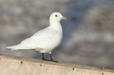 Ivory gull / Ivoormeeuw