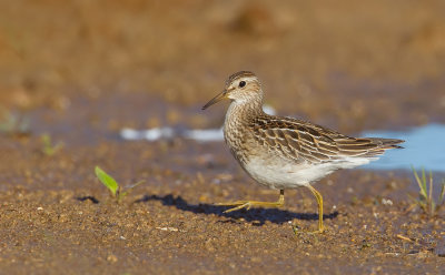 Pectoral sandpiper / Gestreepte strandloper