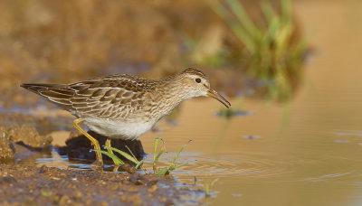 Pectoral sandpiper / Gestreepte strandloper