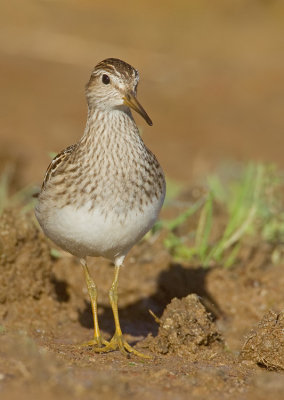 Pectoral sandpiper / Gestreepte strandloper