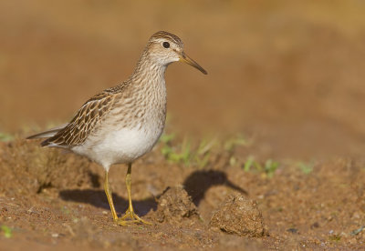 Pectoral sandpiper / Gestreepte strandloper