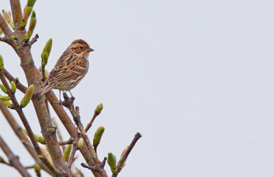 Little Bunting / Dwerggors