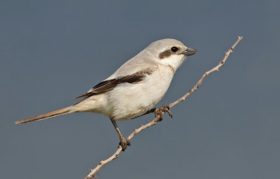 Steppe Grey Shrike / Steppeklapekster