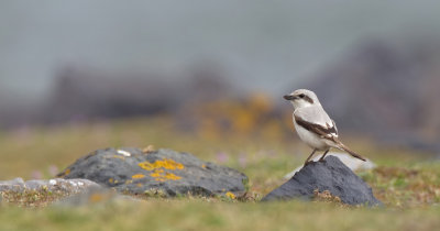 Steppe Grey Shrike / Steppeklapekster