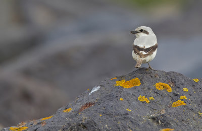 Steppe Grey Shrike / Steppeklapekster