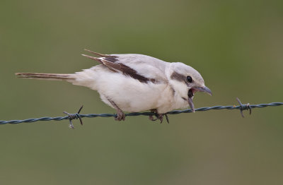 Steppe Grey Shrike / Steppeklapekster