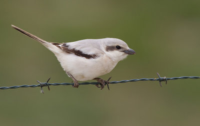 Steppe Grey Shrike / Steppeklapekster