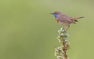 Bluethroat / Blauwborst