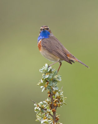 Bluethroat / Blauwborst