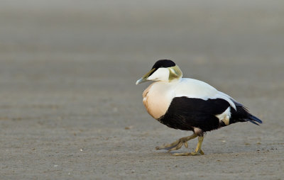 Common eider / Eidereend