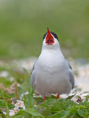 Common Tern / Visdief