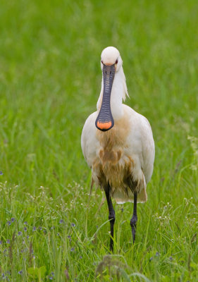 Eurasian Spoonbill / Lepelaar