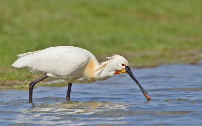 Eurasian Spoonbill / Lepelaar