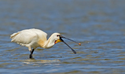 Eurasian Spoonbill / Lepelaar