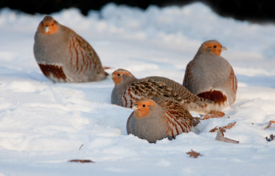 Grey Partridge / Patrijs