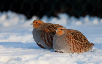 Grey Partridge / Patrijs