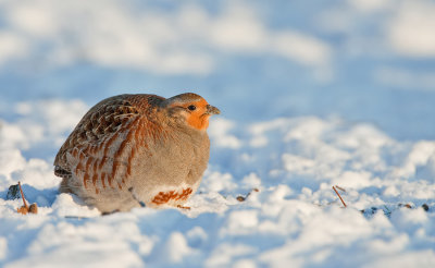 Grey Partridge / Patrijs