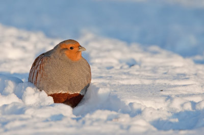 Grey Partridge / Patrijs