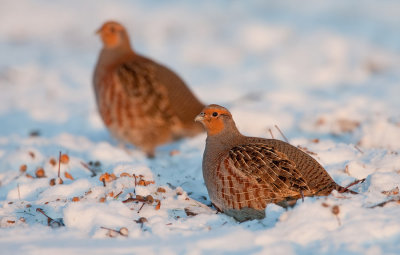 Grey Partridge / Patrijs