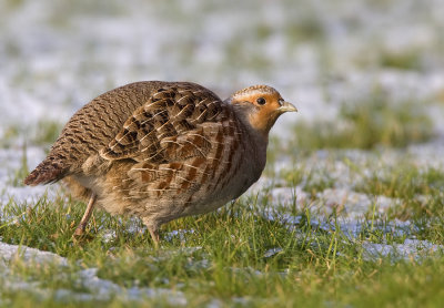 Grey Partridge / Patrijs