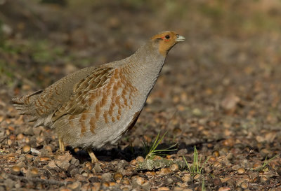 Grey Partridge / Patrijs