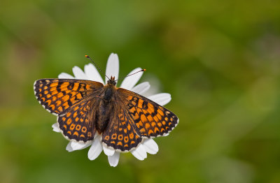 Glanville Fritillary / Veldparelmoervlinder