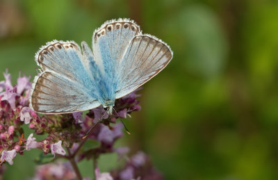 Chalk-hill Blue / Bleek blauwtje 