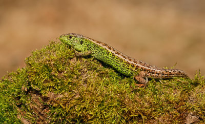 Zandhagedis / Sand Lizard