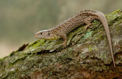 Zandhagedis / Sand Lizard