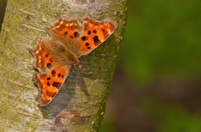 Comma butterfly / Gehakkelde Aurelia