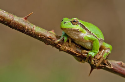 Common tree frog / Boomkikker