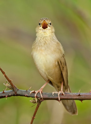 Grasshopper warbler / Sprinkhaanzanger