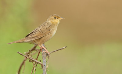 Grasshopper warbler / Sprinkhaanzanger