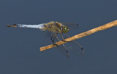 Black-tailed Skimmer / Gewone Oeverlibel 