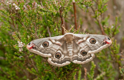 Emperor Moth / Nachtpauwoog 