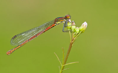 Large red damselfly / Vuurjuffer