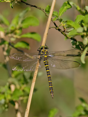 Golden-ringed dragonfly / Gewone bronlibel