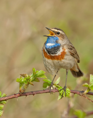 Bluethroat / Blauwborst 