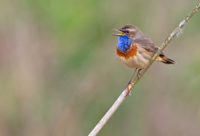 Bluethroat / Blauwborst 
