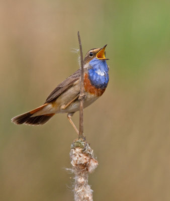 Bluethroat / Blauwborst 