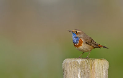 Bluethroat / Blauwborst 