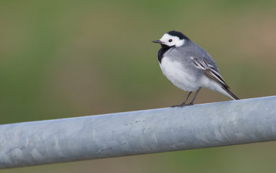 White wagtail / Witte kwikstaart 