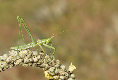 Saga campbelli