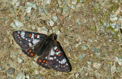 Cynthia's Fritillary / Witbonte parelmoervlinder