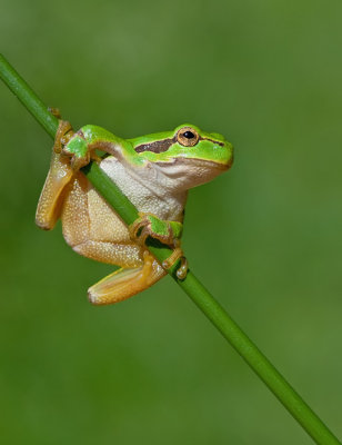 Common tree frog / Boomkikker