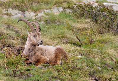 Alpine Ibex / Alpensteenbok