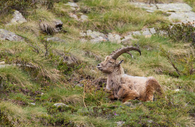 Alpine Ibex / Alpensteenbok