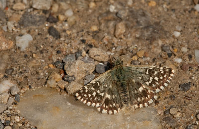 Grizzled skipper / Aardbeivlinder